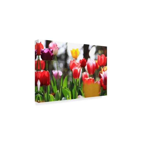 Beata Czyzowska Young 'Spring Tulips' Canvas Art,12x19